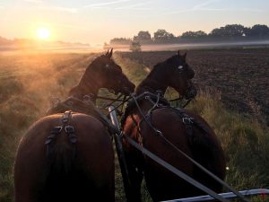 Toon Cools - Hobby paarden en pony's mennen - Noordernieuws.be 2020 - image00009