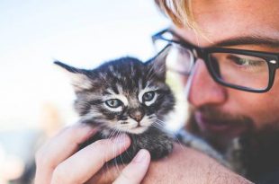 Gratis op reis dankzij petsitting