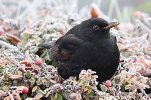 Zo help je de vogels de winter door2