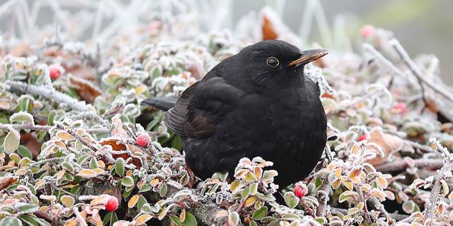 Zo help je de vogels de winter door2