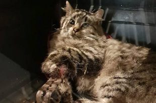 Katje met poot in klem gevonden