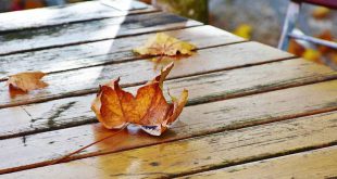 November dit kan je nog doen in de tuin