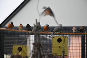 Dirk De Rycke vogelliefhebber - Hobby vogels - Koloniebroed