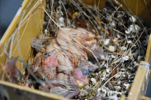 Dirk De Rycke vogelliefhebber - Hobby vogels - nestje met jonge vogels