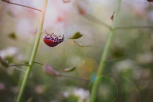 Eerste particuliere Tiny Forest in de gemeente Essen
