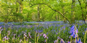 Eerste particuliere Tiny Forest in de gemeente Essen