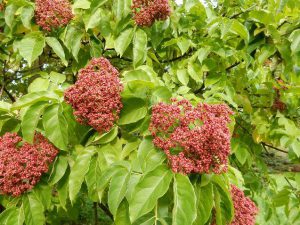 Ambassadeur Slovenië plant bijenboom2