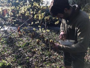 Arboretum Gin ten voordele van tuinuitbreiding