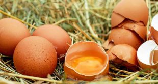 Eierschalen gooi ze niet meer weg, gebruik ze in je tuin!