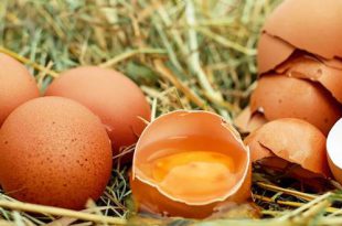 Eierschalen gooi ze niet meer weg, gebruik ze in je tuin!