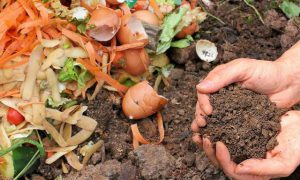 Eierschalen gooi ze niet meer weg, gebruik ze in je tuin!3