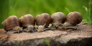 Eierschalen gooi ze niet meer weg, gebruik ze in je tuin!5