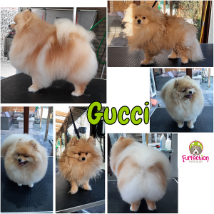 Kathleen FurFection - Gucci