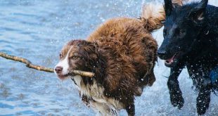 Je hond zwemt nooit, toch vaccineren tegen ziekte van Weil