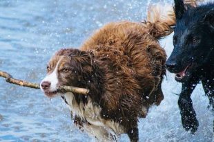 Je hond zwemt nooit, toch vaccineren tegen ziekte van Weil