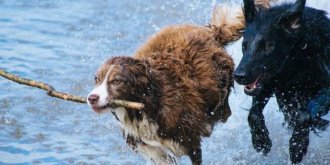 Je hond zwemt nooit, toch vaccineren tegen ziekte van Weil