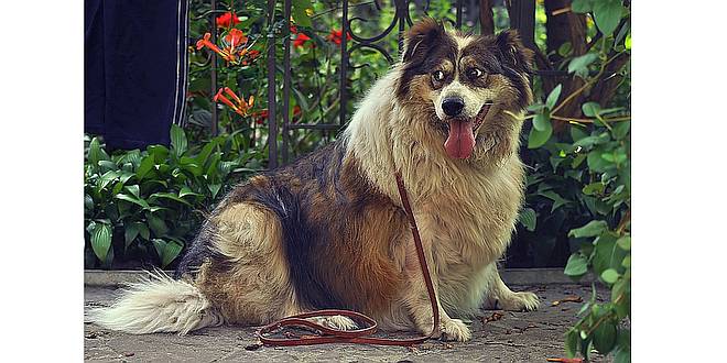 Onvoorwaardelijke liefde of dierenmishandeling