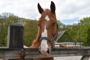 Gerard Rijper - Paardenmenner - Prijzen - HDB_3524