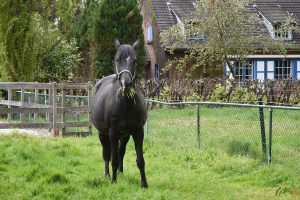 Gerard Rijper - Paardenmenner - Prijzen