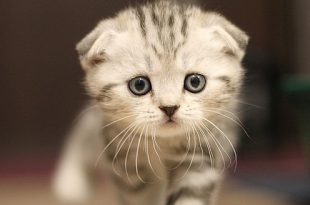 Designer cat Scottish fold verboden in Vlaanderen