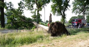 Kort maar heftig noodweer rukt bomen uit de grond