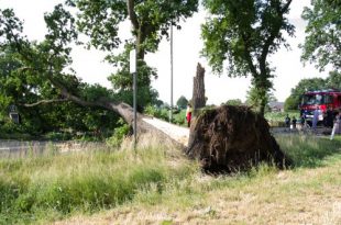 Kort maar heftig noodweer rukt bomen uit de grond