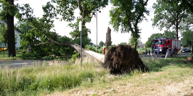 Kort maar heftig noodweer rukt bomen uit de grond