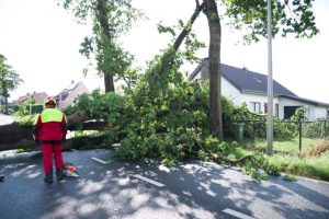 Kort maar heftig noodweer rukt bomen uit de grond2