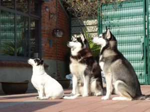 Christel Nelen - Hobby honden - Husky en Malamute - (c) Noordernieuws.be 2021 - IMG-20210727-WA0001