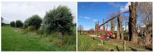 Onderhoud kleine landschapselementen ruilverkaveling Nieuwmoer na 20 jaar hervat