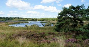 Grenspark Kalmthoutse Heide stelt zich kandidaat als Vlaams Nationaal Park