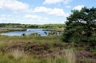Grenspark Kalmthoutse Heide stelt zich kandidaat als Vlaams Nationaal Park