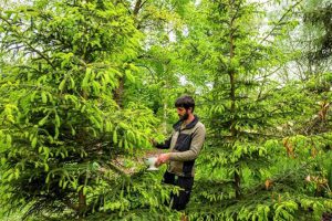 Tweede Arboretum Gin voor tuinuitbreiding3
