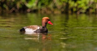 1 op 5 vogelsoorten in Europa is (met uitsterven) bedreigd