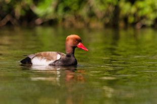 1 op 5 vogelsoorten in Europa is (met uitsterven) bedreigd