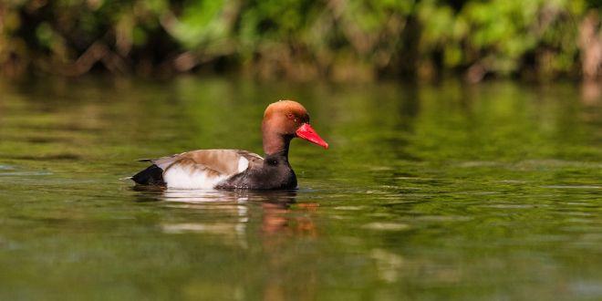 1 op 5 vogelsoorten in Europa is (met uitsterven) bedreigd