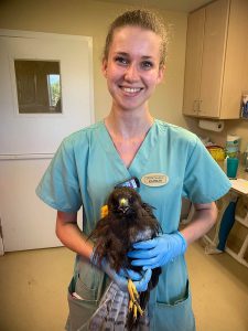 Dierenarts Katrijn Van Ginneken met een short tailed hawk