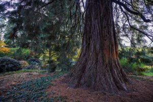 Arboretum Kalmthout start extra vroege kerstvakantie met ‘mini-roadtrip langs maxi-bomen’2