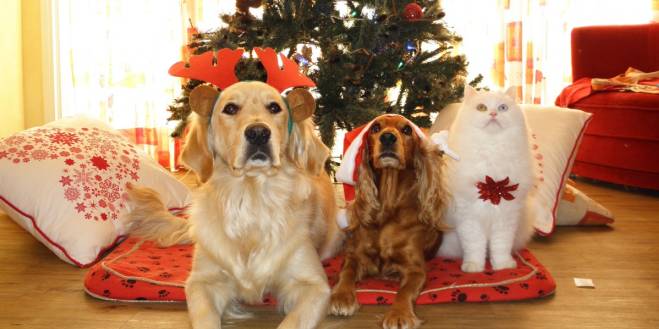 Feestversieringen? Let op je dieren!
