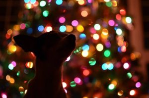 Feestversieringen Let op je dieren!2