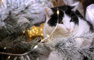 Feestversieringen Let op je dieren!3