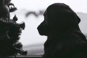Feestversieringen Let op je dieren!4