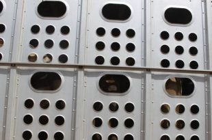 Europees Parlement wil strengere regels en meer toezicht op veetransporten