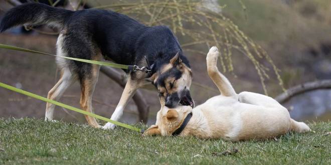 Honden aan de leiband