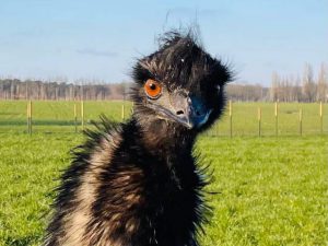 Reddingsboerderij Koch’s Corner verhuist en wordt De Passiehoeve4