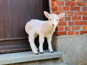 Reddingsboerderij Koch’s Corner verhuist en wordt De Passiehoeve5