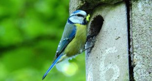 Voorkom oververhitting vogelhuisjesmarkt