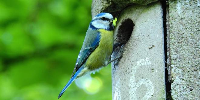 Voorkom oververhitting vogelhuisjesmarkt