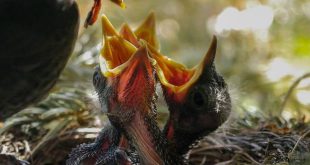 Jonge vogeltjes