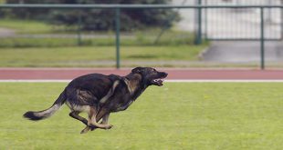 Wie heeft de snelste hond van Roosendaal?